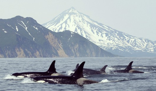 Whale Watching